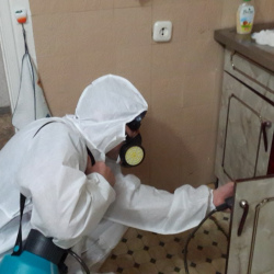 Дезинфекция от муравьев в квартире в Перми